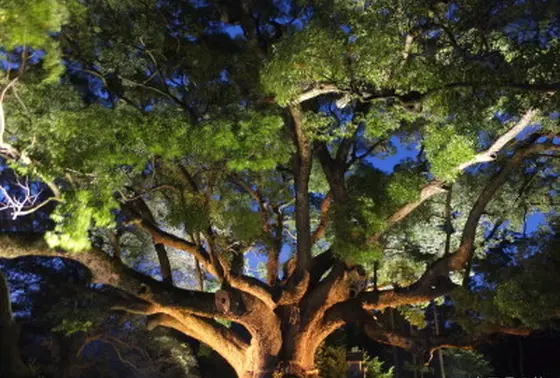 夏と秋にはライトアップ