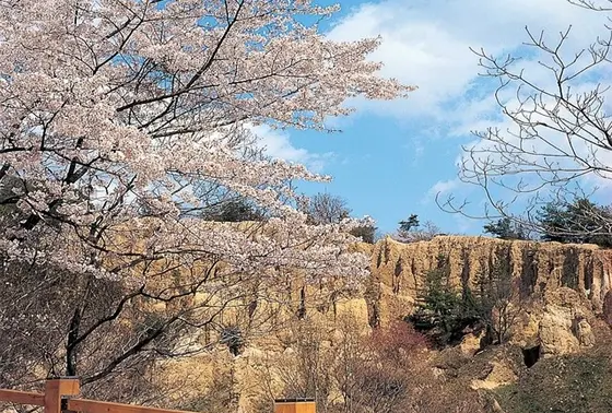 お花見シーズン