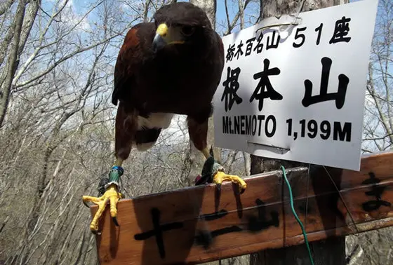 トンビ!?との出会いも