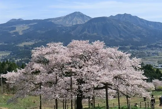 もちろん桜の時期も最高