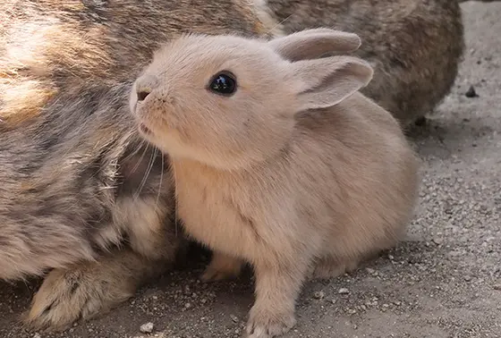 ウサギ
