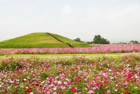 古墳とコスモス