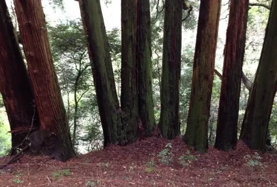 七本杉