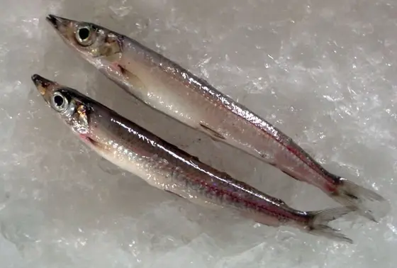 深海魚の正体はこやつ