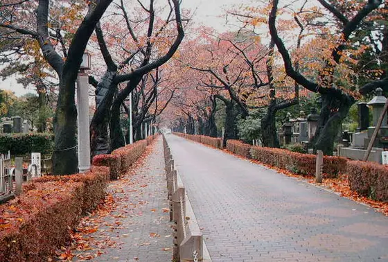 青山墓地