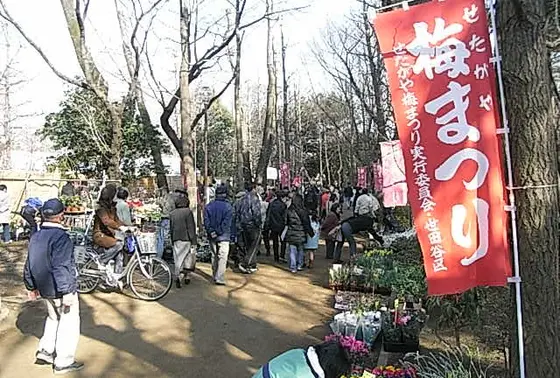 せたがや梅まつり