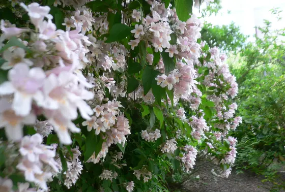 卯の花苑