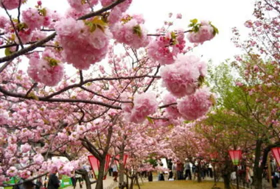 少しぼってりした感じがとても可愛い桜。