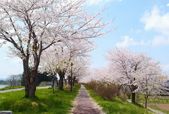 桜並木