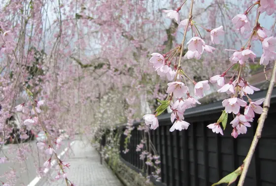 4月末から桜が咲き始めます＊