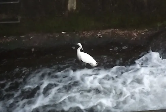水浴びをする野鳥