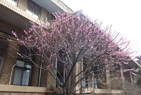 本部棟の裏にある梅の木