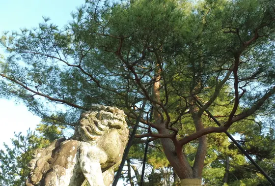 不思議スポット影向松