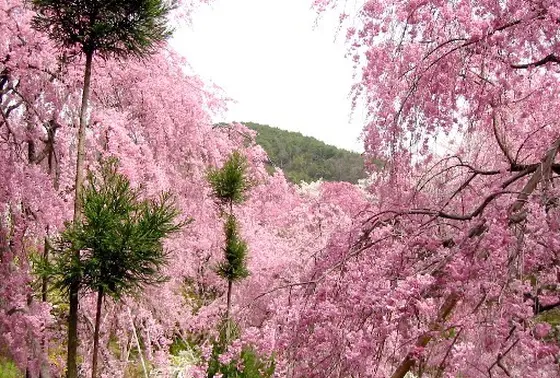とにかく桜の量がハンパない。