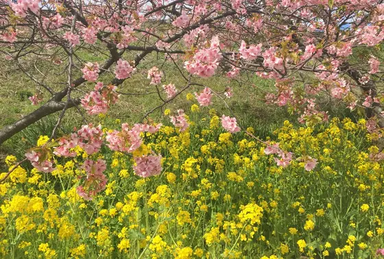 桜と菜の花