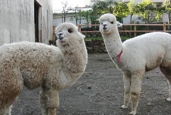 いろんな動物に会えます！