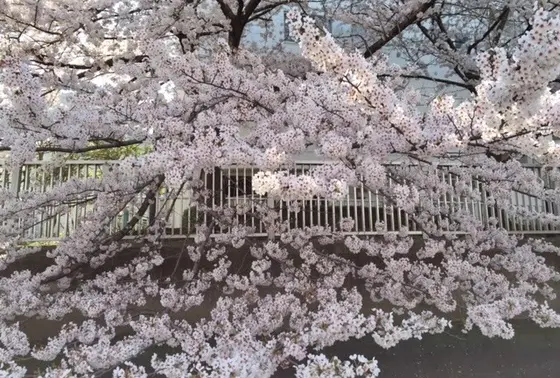 どこかしっとりとした深川の桜