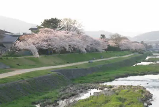 鴨川沿い