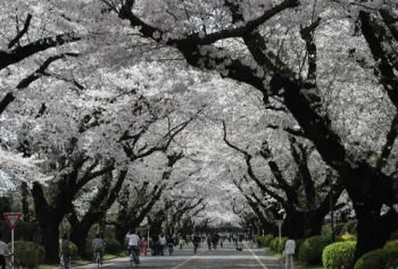 国際基督教大学ICUの桜