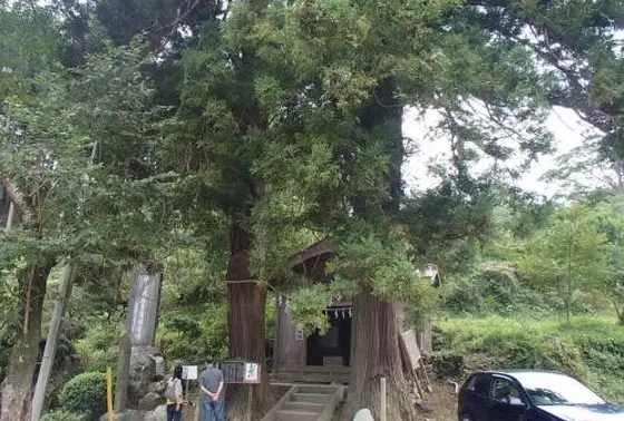 夫婦杉