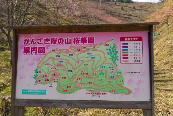 広々した桜の山