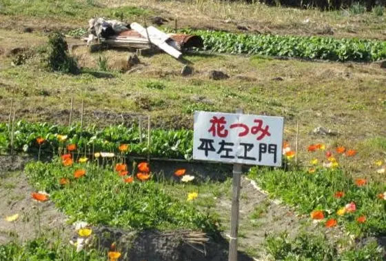 花摘み