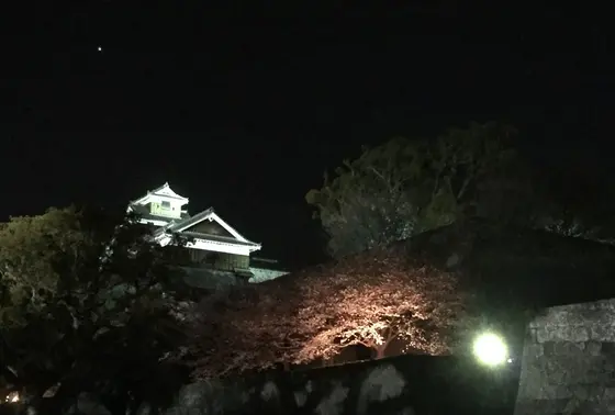 熊本城と桜