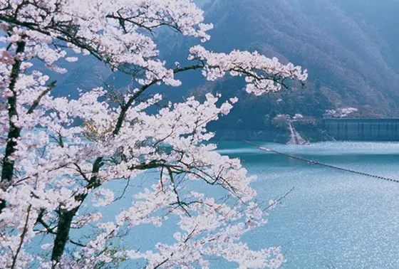 桜