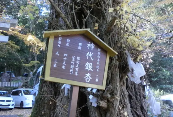 駅外の有名な銀杏