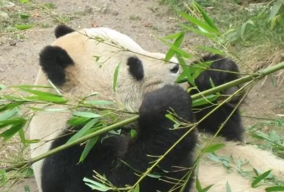 パンダももちろんいるよ\(^o^)/