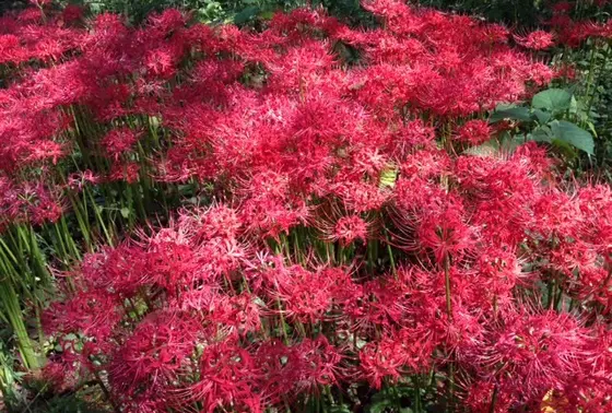 ひがん花