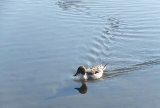 鳩