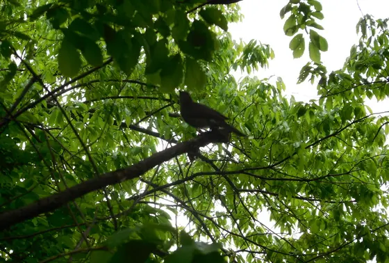 野鳥も沢山♪