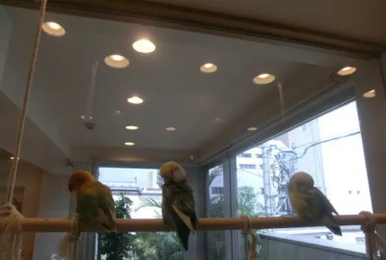 ことりたちの日常
