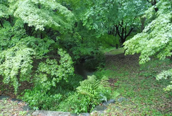 パワースポット糺の森