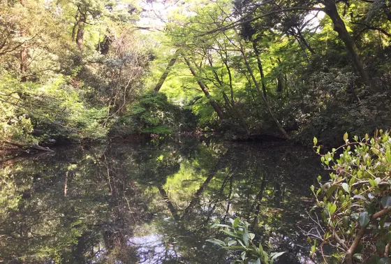 沼
