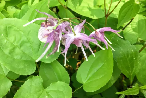 イカリ草
