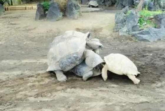 ゾウガメや
