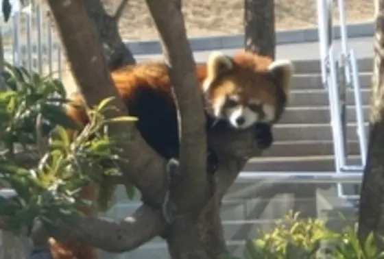 レッサーパンダに会える