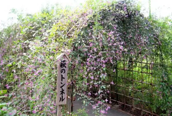 萩のトンネル