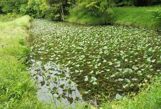 ”ムゲの池”…？