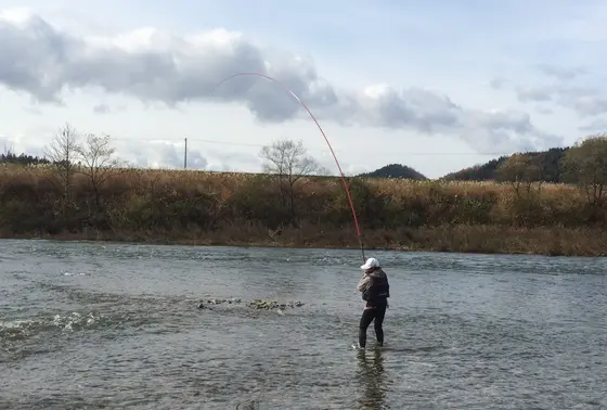 鮭釣獲調査