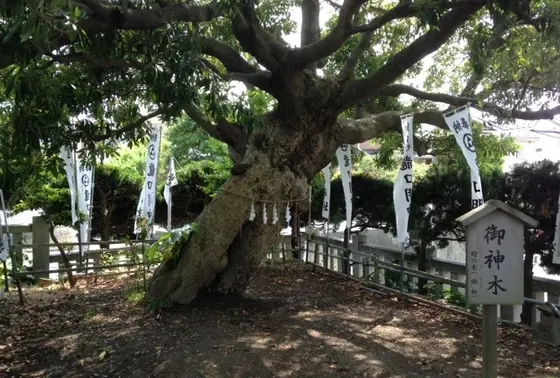 御神木