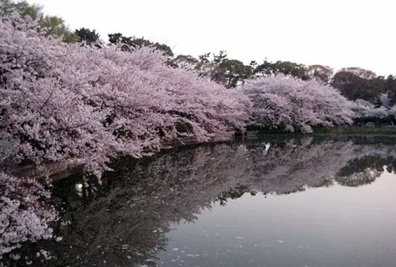 桜の名所