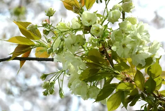 本当にある「黄色い桜」🌸