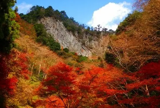 紅葉の11月12月