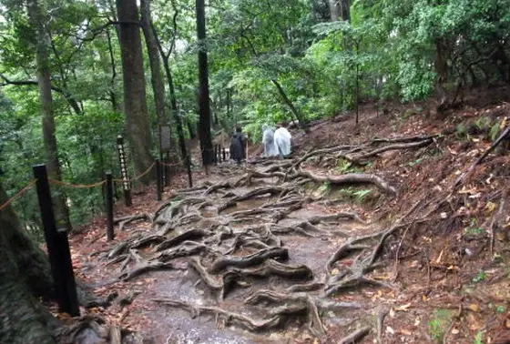 木の根道