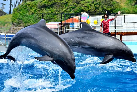もちろんイルカのショーも♡