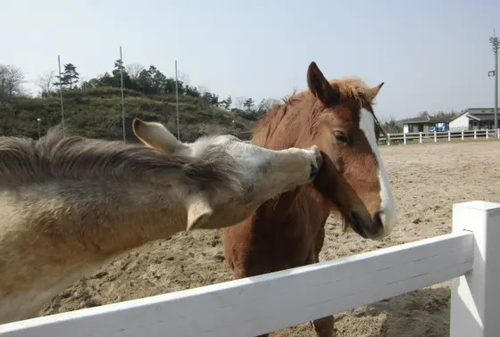 かわいい馬がいっぱい