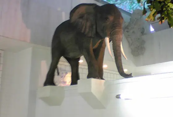 ゾウ